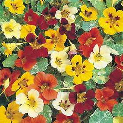 Edible Nasturtium