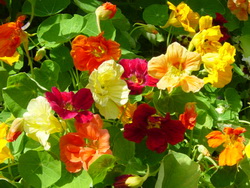 Garden Nasturtium