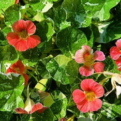 Nasturtium Aquaticum