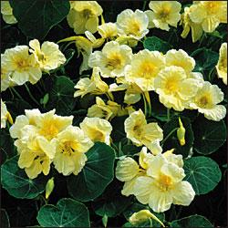 Nasturtium Flower