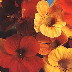 Nasturtium Flowers FAQs