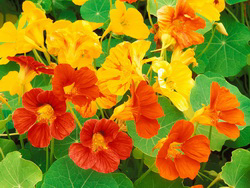 Nasturtium Flowers