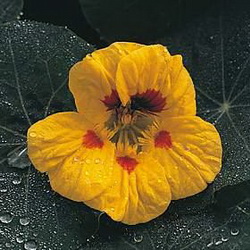 Nasturtium Leaves