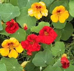 Nasturtium Plant