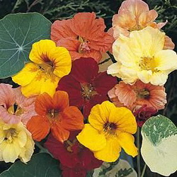 Nasturtium Plants