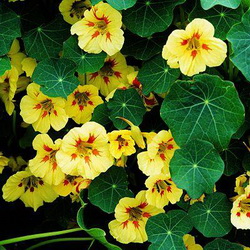 Nasturtium Recipes