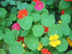 Nasturtium Salad