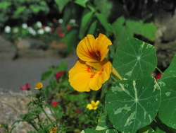 Nasturtium Seeds