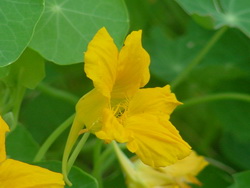 What Are Nasturtium Flowers