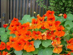 Where to Buy Nasturtium Flowers